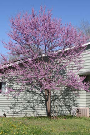 Redbud by the house.