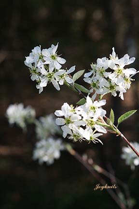 Serviceberry in bloom :)